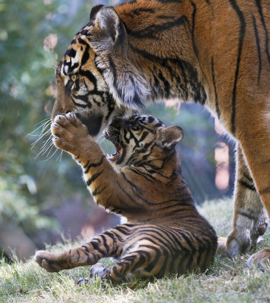 Як тигриця-мама планує свій день, щоб проводити більше часу з тигренятами. Як тигриці ділять час між «роботою» і «домом».