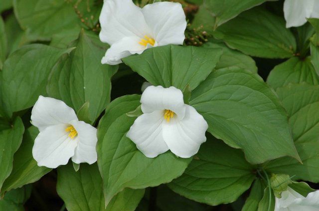 Ці 7 рослин мають найбільш неприємний аромат у світі. Деякі рослини мають дуже неприємний запах.