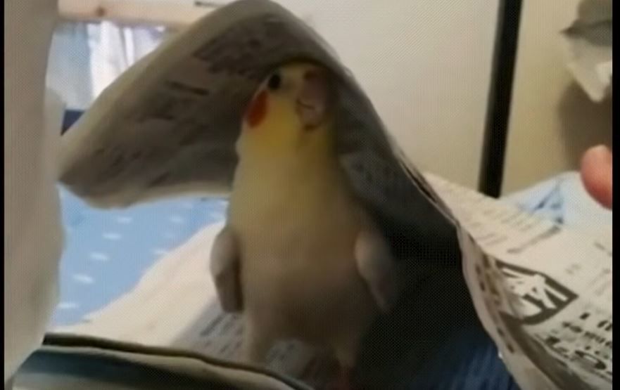 Смішне відео: папуга грає в хованки. Фантастична пташка!
