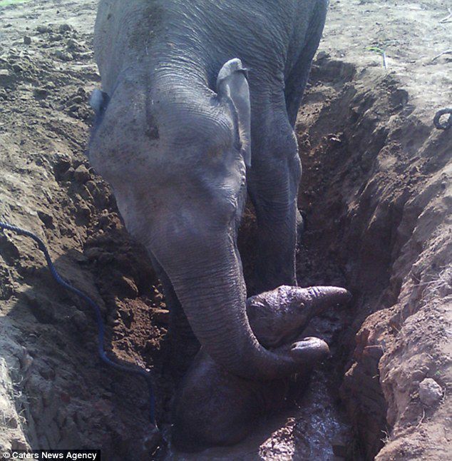 11 годин слониха намагалася витягнути з глибокої ями дитинча, історія могла б закінчитися сумно, але люди прийшли на допомогу. Вона намагалась врятувати своє дитинча.