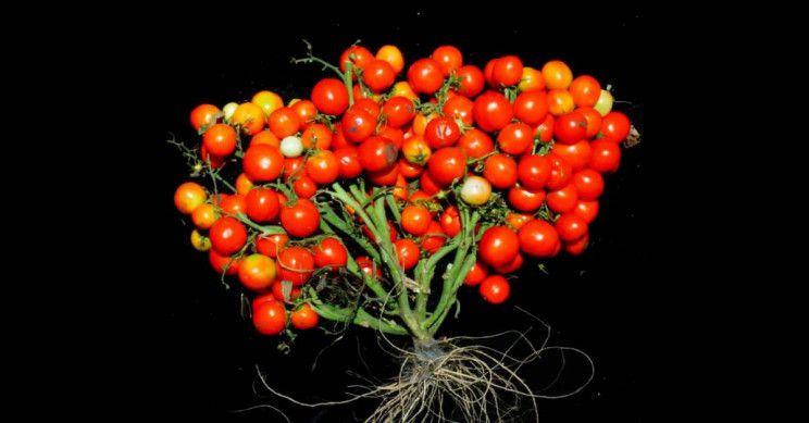 У США вивели сорт томатів, які ростуть у вигляді букетів. Тепер букет стане не тільки красивим, але й їстівним.