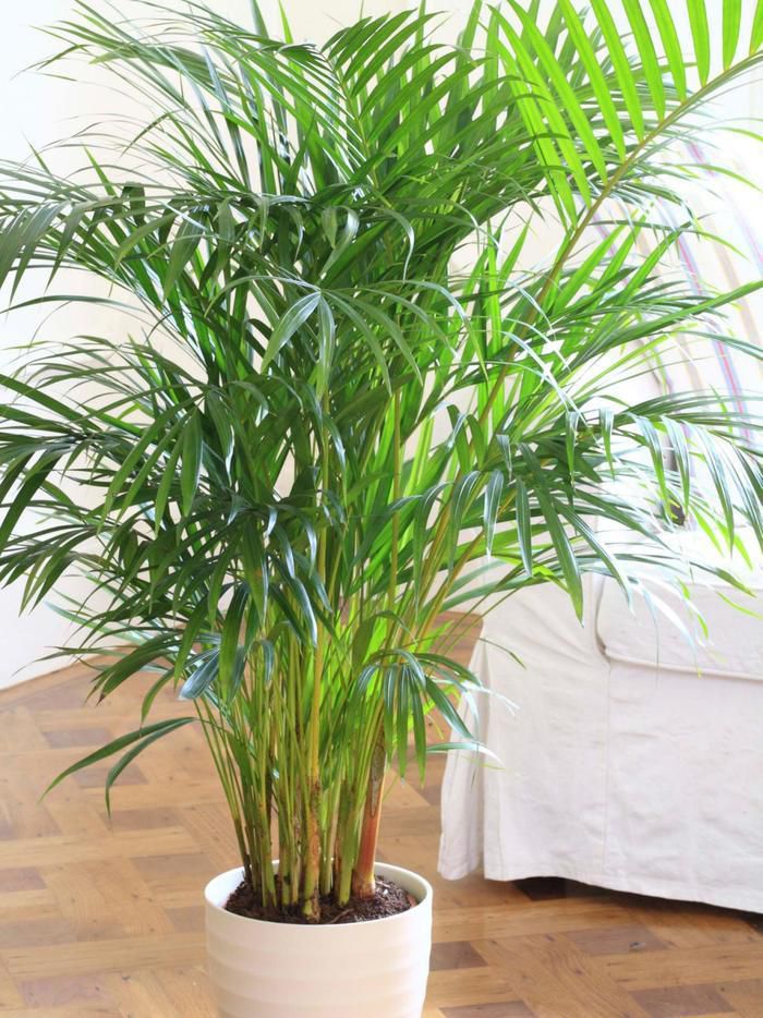 Які рослини очищають повітря в дому
