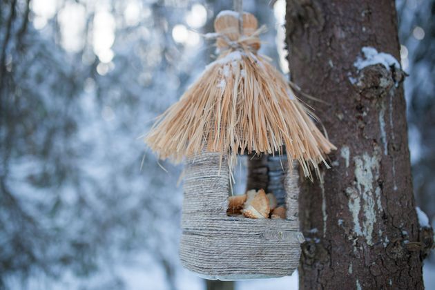 Взимку не забуваємо про птахів: наповніть годівниці. Які обрати годівниці, та чим годувати пташок.