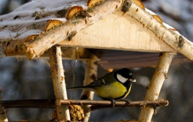 Взимку не забуваємо про птахів: наповніть годівниці. Які обрати годівниці, та чим годувати пташок.