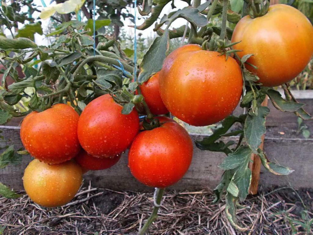 8 аргументів на користь того, щоб вирощувати на городі саме низькорослі томати. Низькорослі томати мають багато переваг у порівнянні з іншими видами овоча.