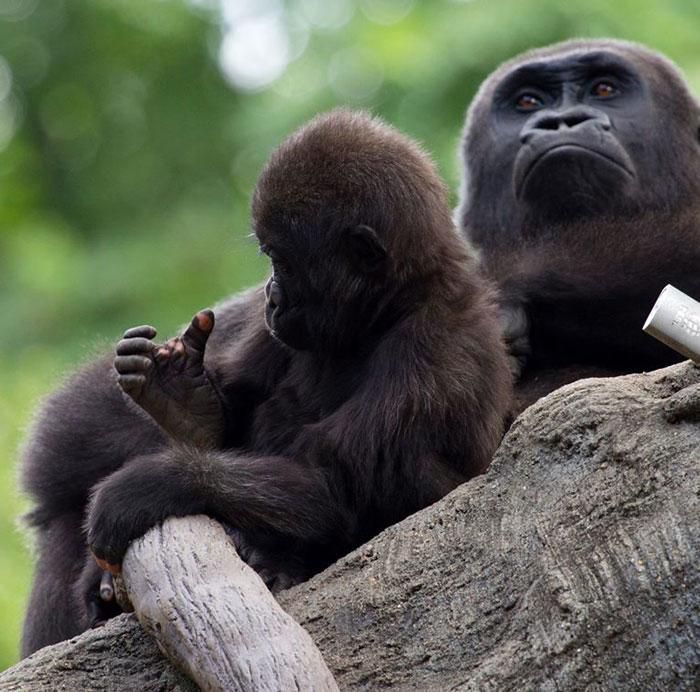 Розглядаючи фото маленької горили з зоопарку Атланти люди помітили досить цікаву деталь. Рука тварини разюче схожа на людську.