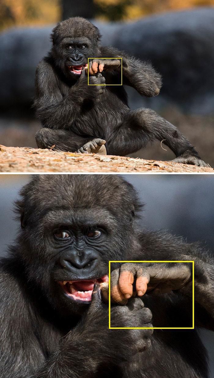 Розглядаючи фото маленької горили з зоопарку Атланти люди помітили досить цікаву деталь. Рука тварини разюче схожа на людську.