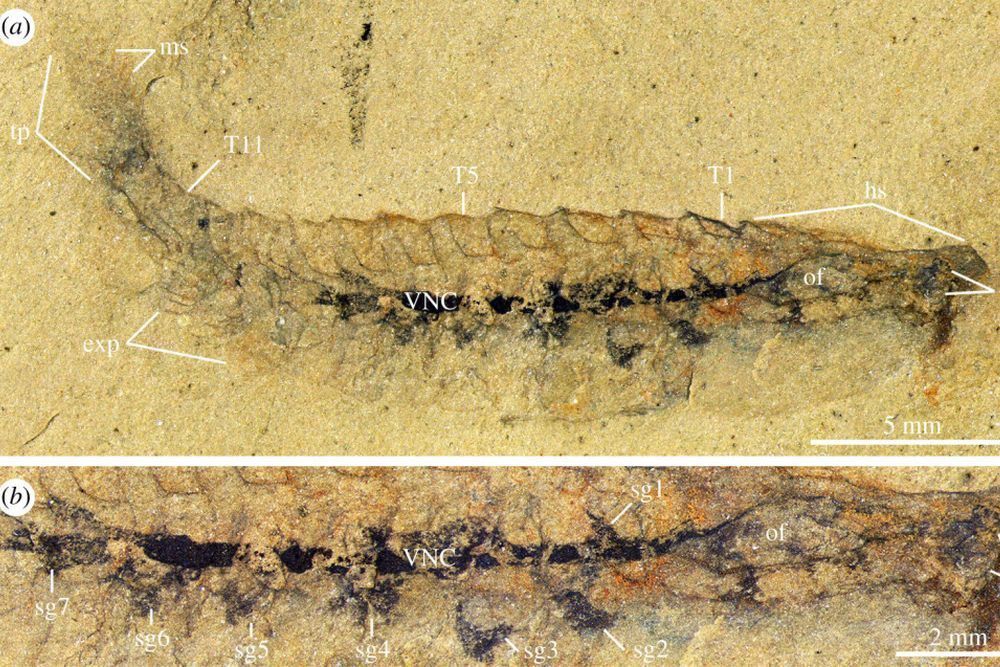 У США знайшли скам'янілий мозок морської істоти, що жила 500 млн років тому. До цих пір подібні знахідки вчені не зустрічали.