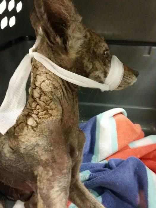 Люди знайшли та врятували хвору собаку. Пізніше виявилось, що це зовсім не собака. Тваринка була дуже хвора і забилась у кут, коли її знайшли.