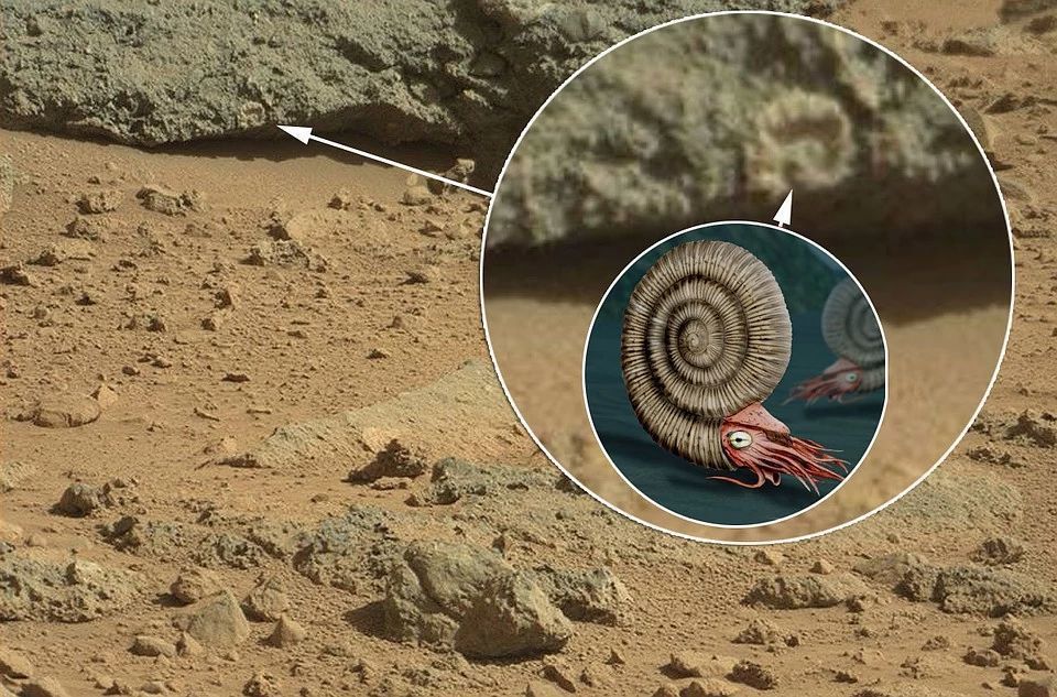 На фотографіях з Марса, зроблених марсоходами, розглянули справжню мушлю. Дослідники припускають, що життя на всіх планетах схоже.