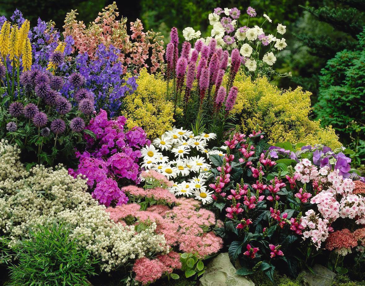 Добірка високорослих квітів, з яких можна зробити основу для клумби. Для створення клумби можна використати деякі високорослі квіти.