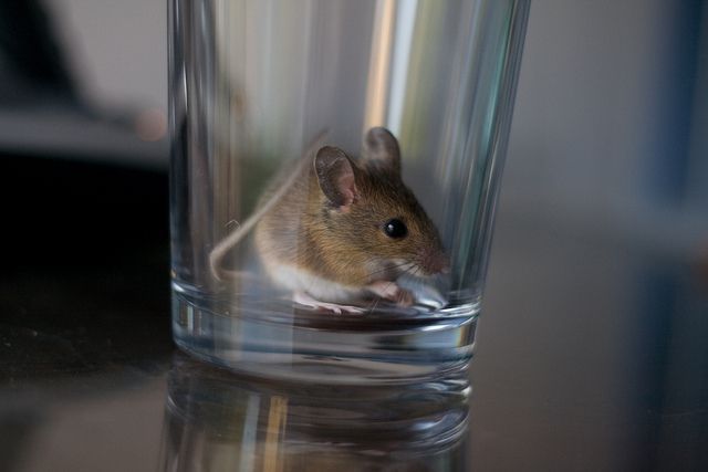 Анекдот дня: потрапила миша в порожню пляшку з-під горілки, ніяк не може вилізти. Все як у людей!