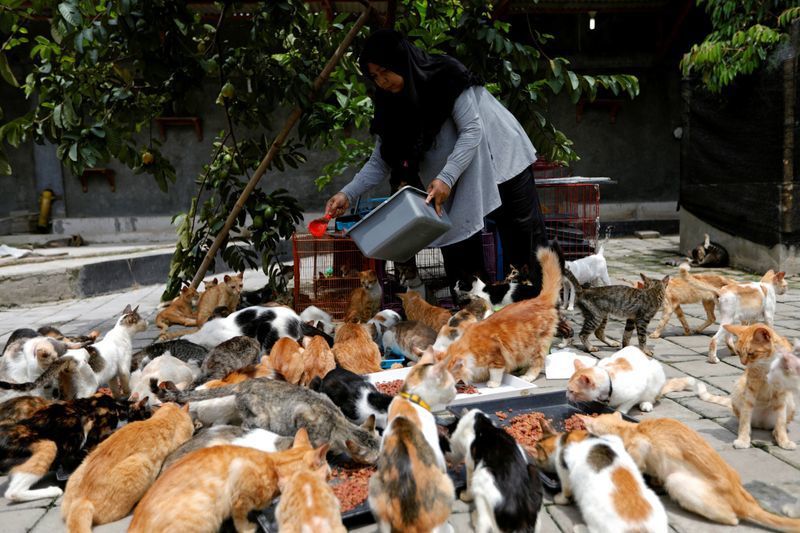 Дівчина не може пройти повз покинутих кішок і тепер вона є власницею 250 пухнастиків. Дівчина забирає до себе усіх знайдених кішок.