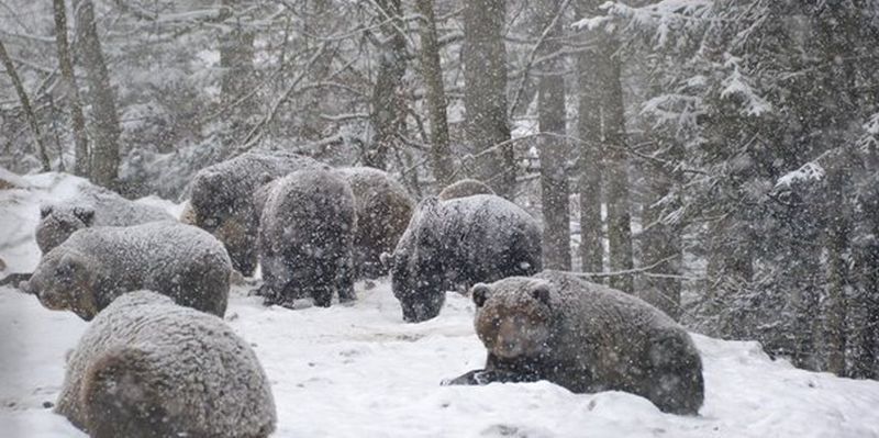 Через аномально теплу зиму в Карпатах не сплять ведмеді. З 32 ведмедів реабілітаційного центру в сплячку впали лише троє.