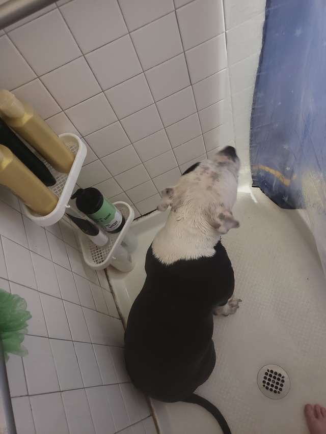 Собака 24 години на добу охороняє свою вагітну господиню, навіть разом з нею приймає душ. Така вона жіноча солідарність!