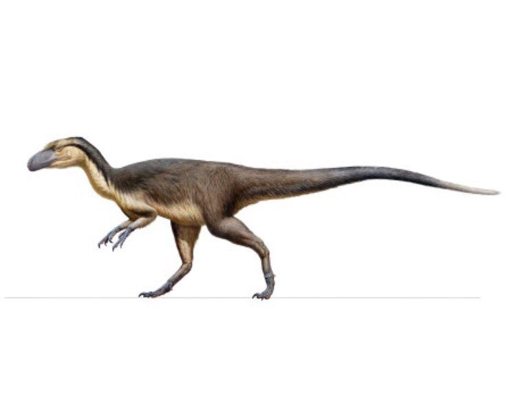 Група палеонтологів знайшла новий вид динозаврів у Китаї. Попри маленькі розміри — всього 60 см, ця древня тварина була хижаком.