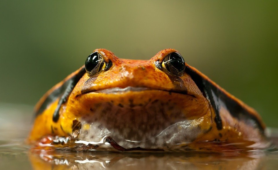 Тривожне дослідження показало, що жаби піддаються "катастрофічному" глобального впливу: вони буквально вимирають. Жаби вимирають, як динозаври?