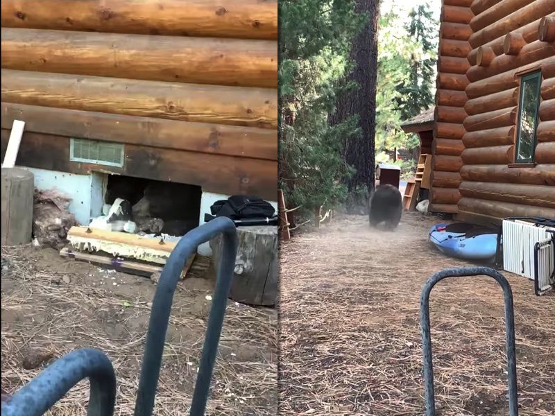 Каліфорнійська родина була здивована, дізнавшись, хто поселився під їхнім будинком. Ведмідь став непроханим та небезпечним гостем.