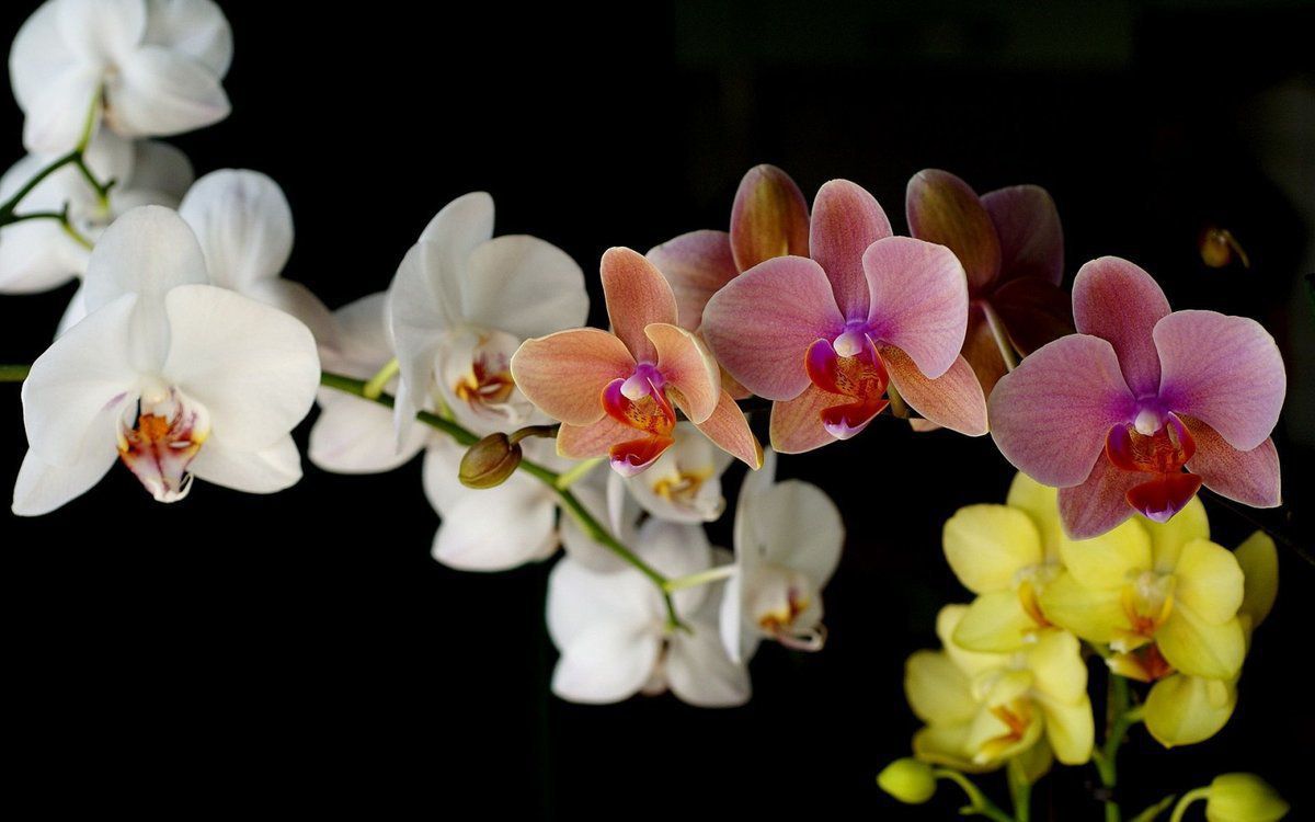 Ідеальне місце у квартирі для регулярного цвітіння орхідеї. Як доглядати за орхідеєю, щоб вона постійно цвіла.