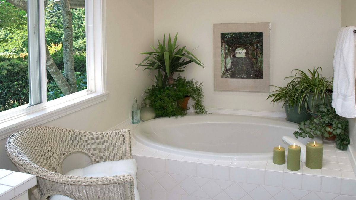 Обираємо вологолюбні рослини для ванної кімнати. Рослини, котрими варто прикрасити ванну.