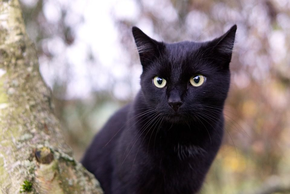 Вчені пояснили рідкість чорного забарвлення кішок. Чому чорних кішок в природі менше, ніж кольорових.