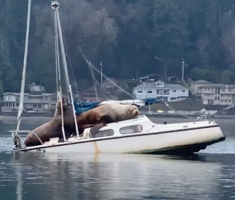 Чоловік плив на човні по затоці, коли побачив двох величезних морських левів, і це змусило його схопити телефон. Морські леви вирішили покататися на судні.