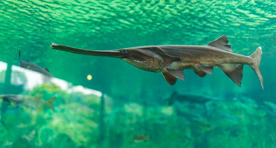 Вчені визнали вимерлим вид риб, який пережив динозаврів. Повне зникнення китайських веслоносів — найбільших прісноводних риб сучасності.