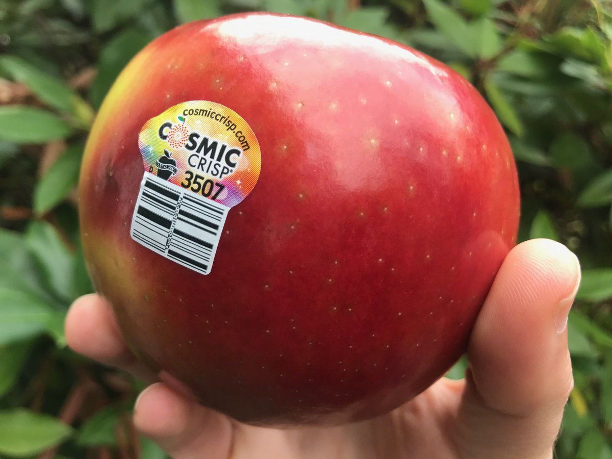 В США вивели новий сорт яблук, який не псується цілий рік. Для створення такого сорту яблук знадобилося понад 20 років.