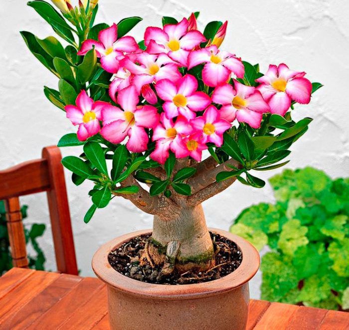 Аденіум — must have для любителів незвичайних кімнатних рослин. І що треба робити, щоб квітка вас радувала пишним цвітінням.