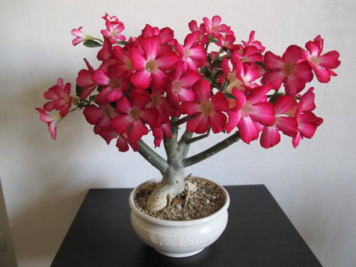 Аденіум — must have для любителів незвичайних кімнатних рослин. І що треба робити, щоб квітка вас радувала пишним цвітінням.