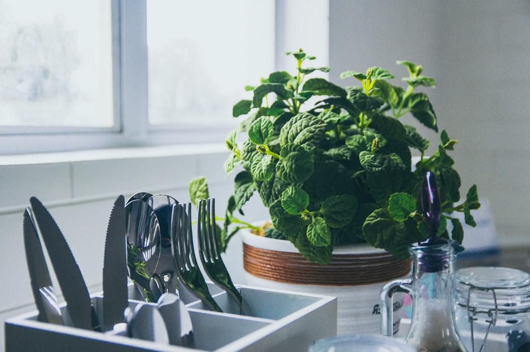 Рослини, які варто поставити на робочий стіл для поліпшення самопочуття і підвищення настрою. 10 рослин — антистрес на робочому столі.