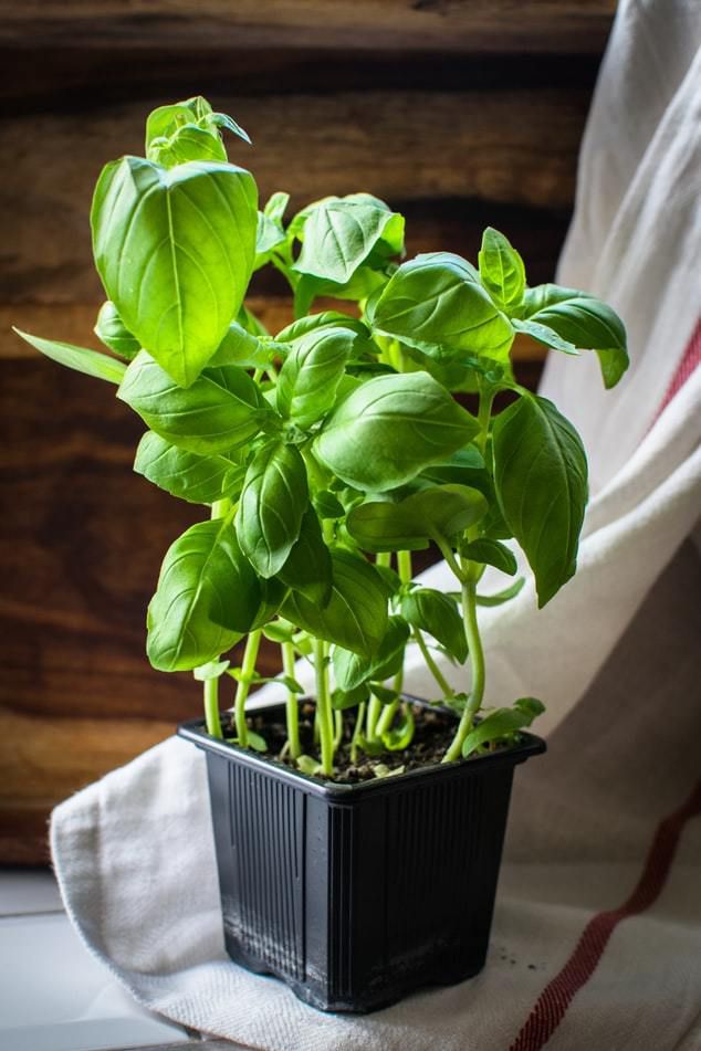 Рослини, які варто поставити на робочий стіл для поліпшення самопочуття і підвищення настрою. 10 рослин — антистрес на робочому столі.