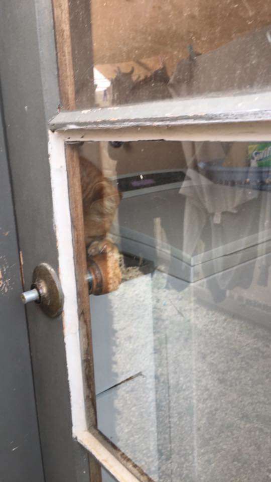Дівчина не могла увійти в будинок, оскільки зламалась ручка дверей, але на допомогу господині прийшла кішка. Єдина надія була на допомогу кішки.