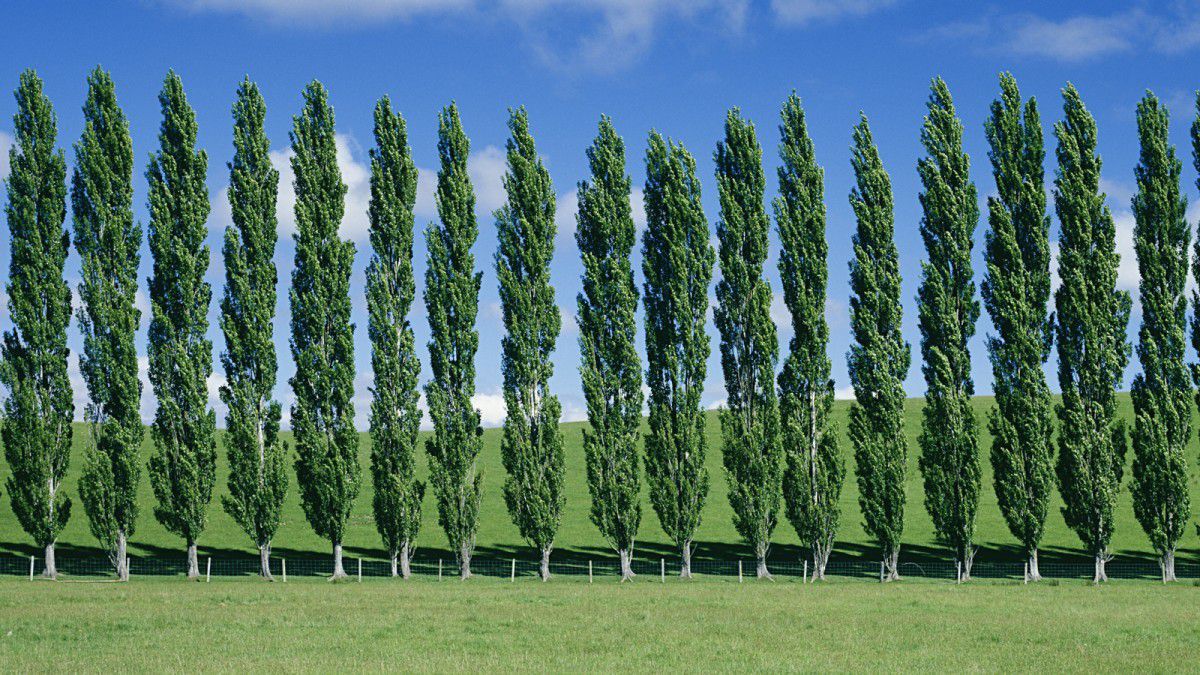 Вчені США генетично модифікували тополі, щоб вони не погіршували якість повітря. Це ніяким чином не позначилося на структурі та рості дерев.