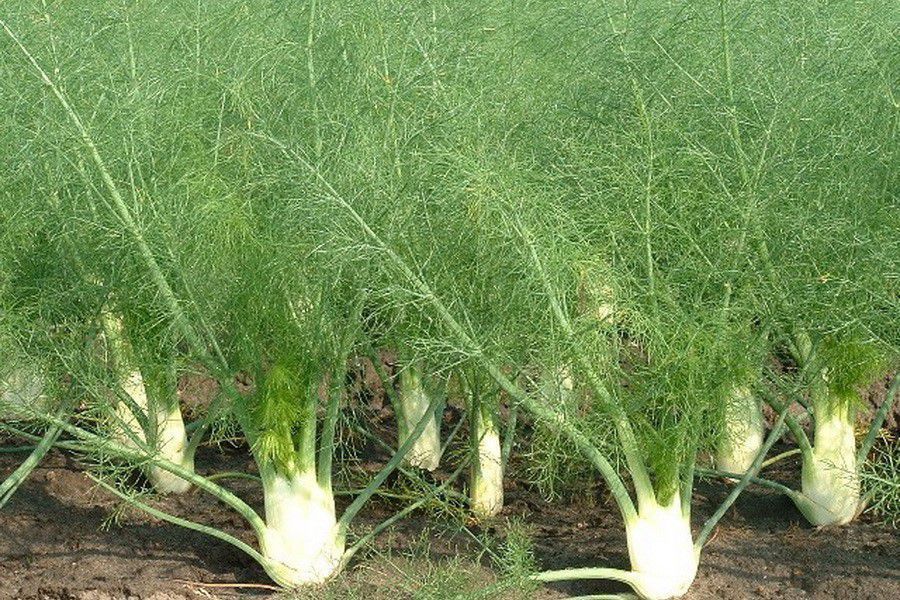 Корисні поради щодо вирощування фенхелю. Родича кропу дуже легко вирощувати.