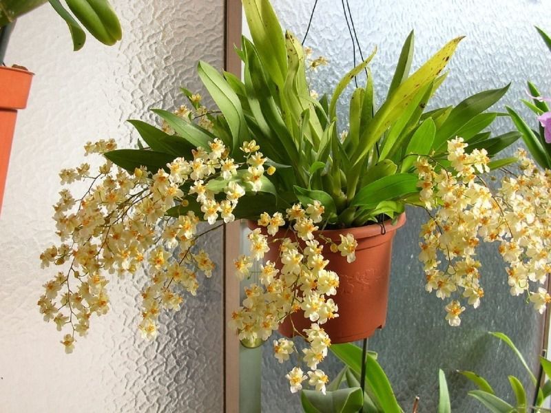 Домашні рослини з неймовірним ароматом. Які запашні рослини видають цілодобовий приємний аромат у квартирі.