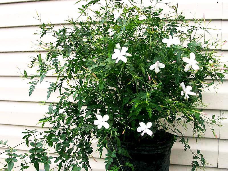 Домашні рослини з неймовірним ароматом. Які запашні рослини видають цілодобовий приємний аромат у квартирі.