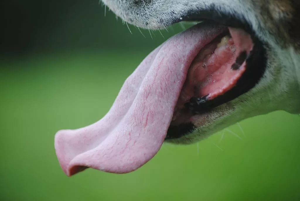 З яких причин у собаки може бути язик синього кольору. В яких випадках потрібно бити тривогу.