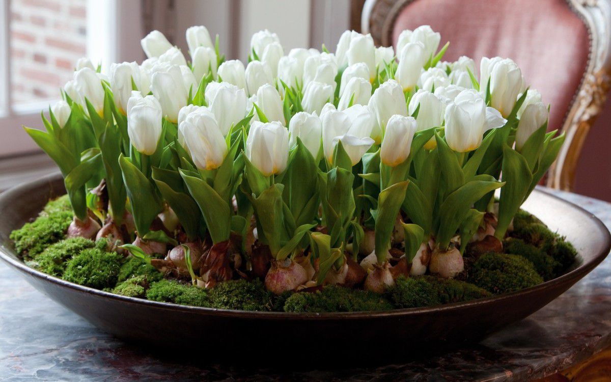 Життя після вигонки: що робити з тюльпанами крокусами та іншими цибулинними рослинами які відцвіли. Подаруйте шанс на друге життя цим гарним квітам.