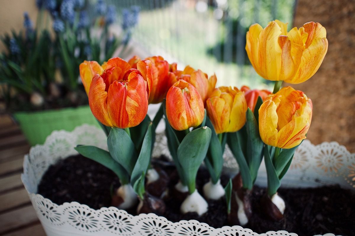 Життя після вигонки: що робити з тюльпанами крокусами та іншими цибулинними рослинами які відцвіли. Подаруйте шанс на друге життя цим гарним квітам.