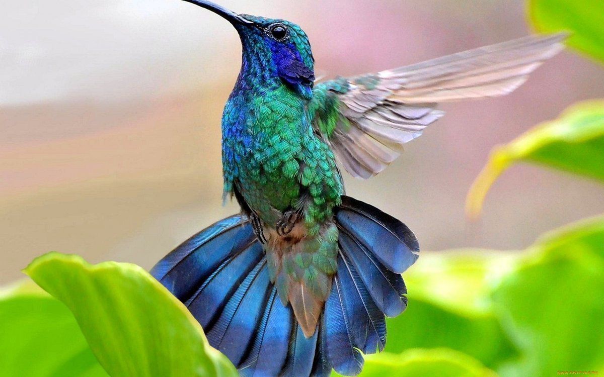 Вчені з'ясували причину незвичайного забарвлення оперення колібрі. Дослідники з'ясували причину переливчастого забарвлення птахів колібрі.
