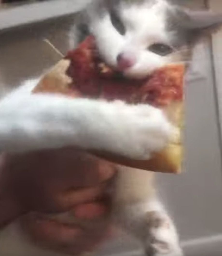 Ця піца явно була дуже смачною, оскільки вона не тільки привернула увагу кішки, але й змусила тварину жадібно вчепитися в один з її шматочків. Мережу розсмішила ця голодна кішка.