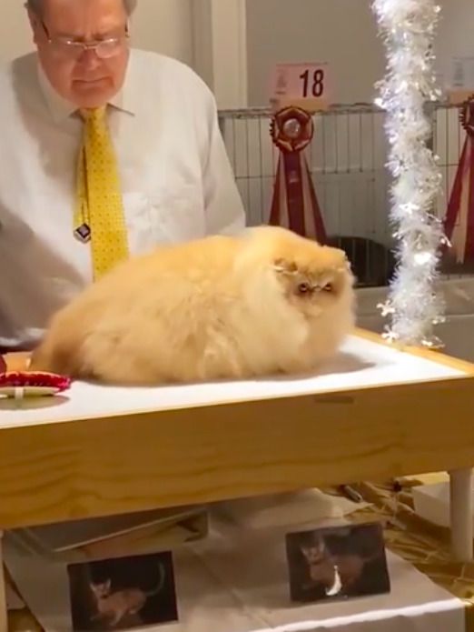 У США знайшовся найкрасивіший кіт, він настільки пухнастий, що схожий на хмарку. Під час виставки він підкорив серце судді своєю густою і довгою шерстю.