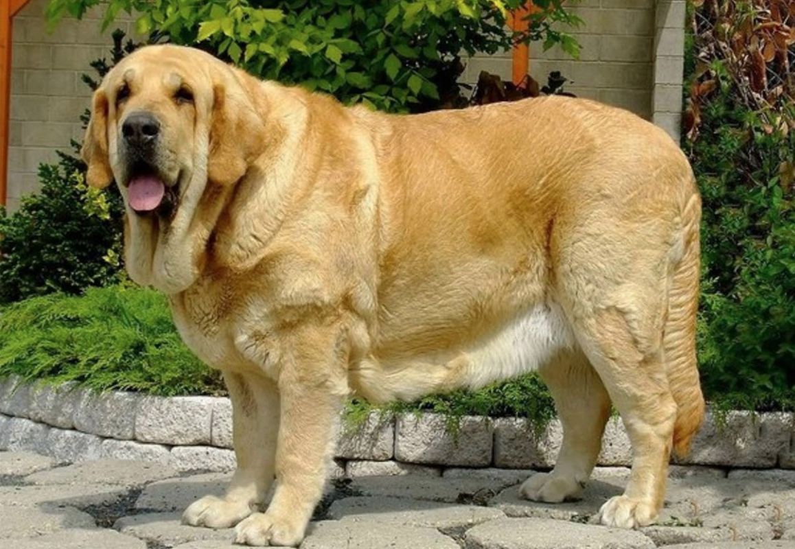 Большие собаки порода и фото