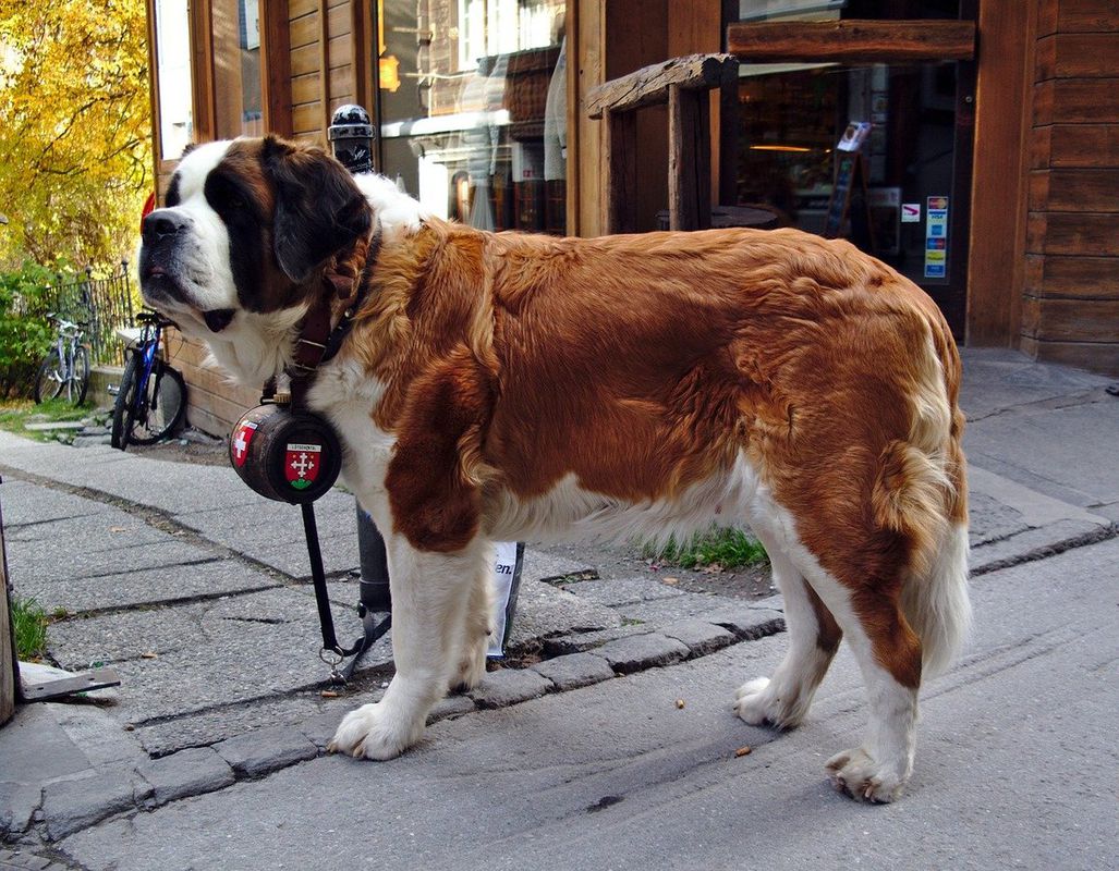 Найбільші собаки у світі — 10-ка важкоатлетів. Найбільша собака – це не іграшка, а захист для господаря і його сім'ї.