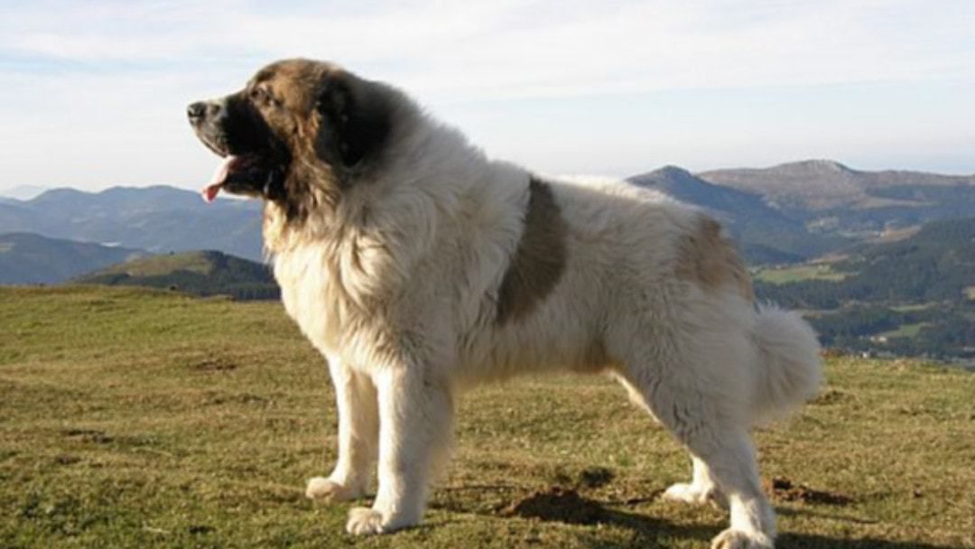 Найбільші собаки у світі — 10-ка важкоатлетів. Найбільша собака – це не іграшка, а захист для господаря і його сім'ї.