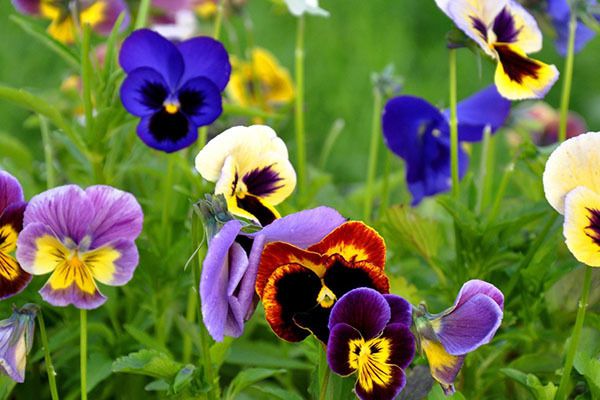 Їстівні квіти: як їх вирощувати та правильно вживати. Деякі квіти корисно вживати у їжу.