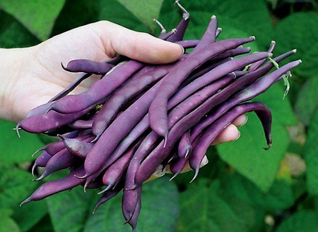 Диво на вашій грядці: 6 овочів фіолетового кольору для вашого городу. Дивовижні рослини, які перетворять ваші грядки в витвір мистецтва.