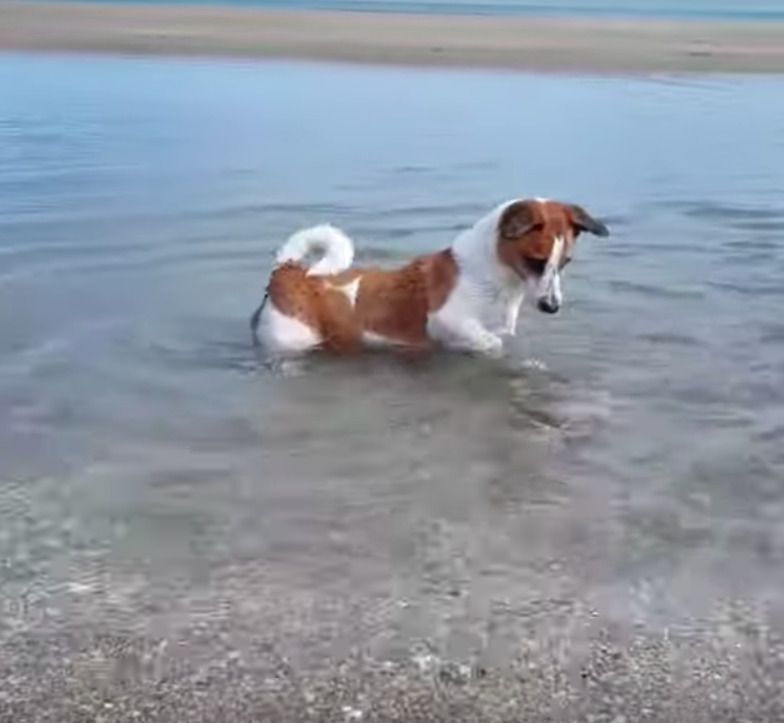 Собачка грається біля моря і несподівано знаходить краба. Між ними розпочинається нерівна боротьба. На допомогу песику поспішає його товариш. Цікаве відео, в кінці якого трьом тваринам вдалось знайти спільну мову.