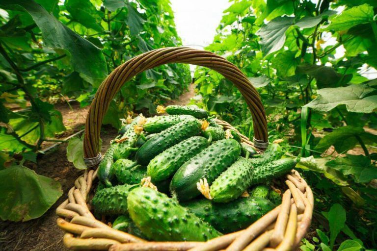 10 корисних порад, що допоможуть виростити смачні огірки. Корисні поради допоможуть отримати гарний врожай огірків.